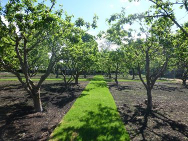 Orchard