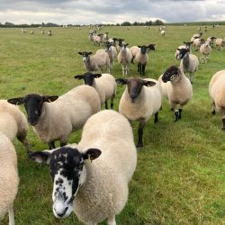 Some of our sheep