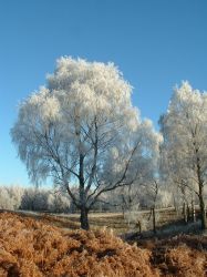 Frosty in the fields.