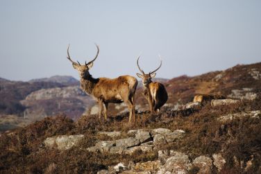 Stags at house