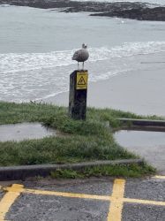 Local resident at nearby beach autumn 2026