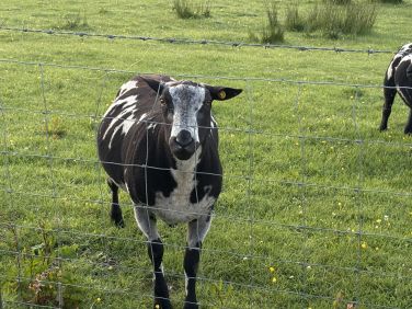 Rare breed sheep at local farm