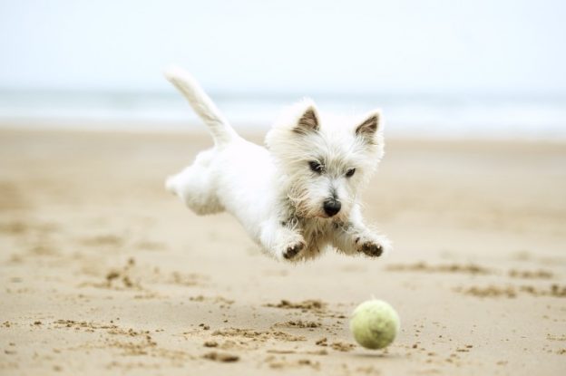Westie leaping on a tennis ball on the beach