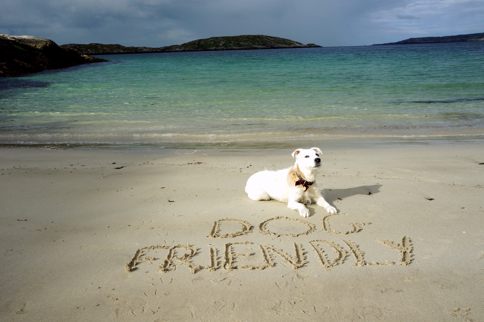 White terrier dog beside the sea with 'Dog Friendly' written in the sand