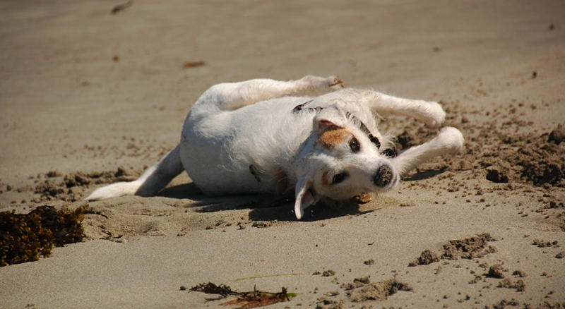Dog rolling on beach