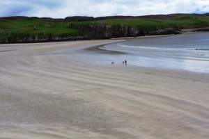 Man walking dogs on sandy beach
