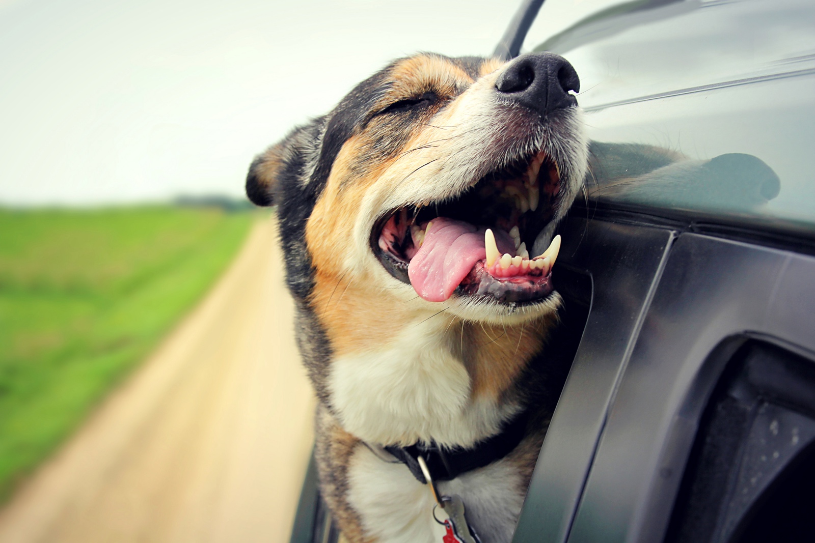 Dog leaning out of car window 'smiling' with tongue hanging out