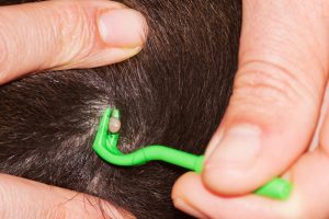 Hair on dog separated exposing tick being removed