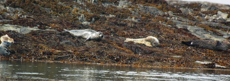seals on colonsay
