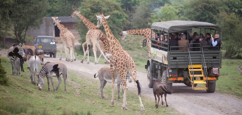 Safari bus driving amongst zebra & giraffe