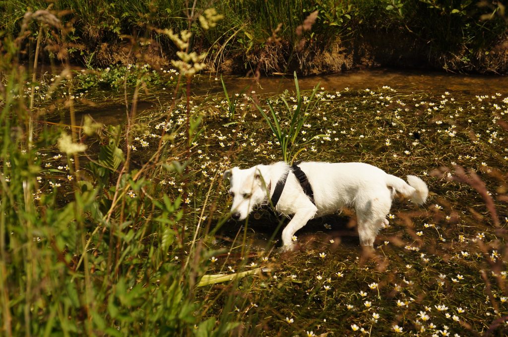 White terrier dog in the stream
