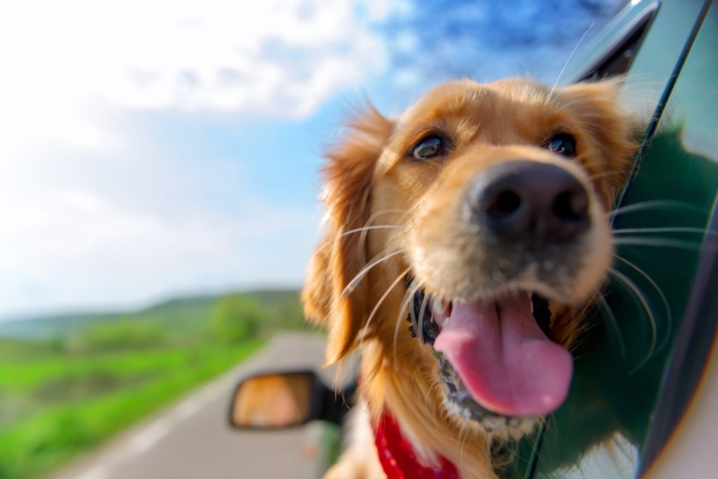 Golden Retriever hanging its head out the car window