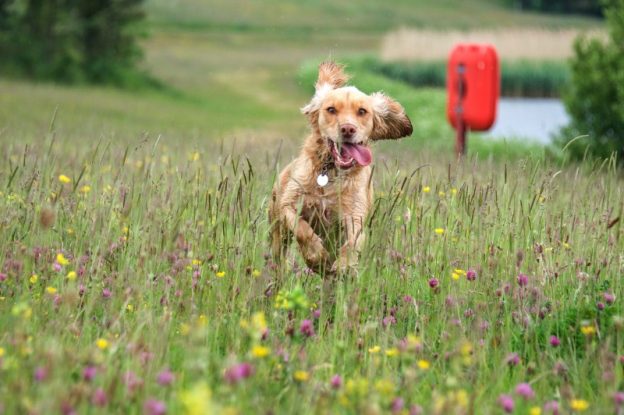 Spaniel dog running in flower meadow