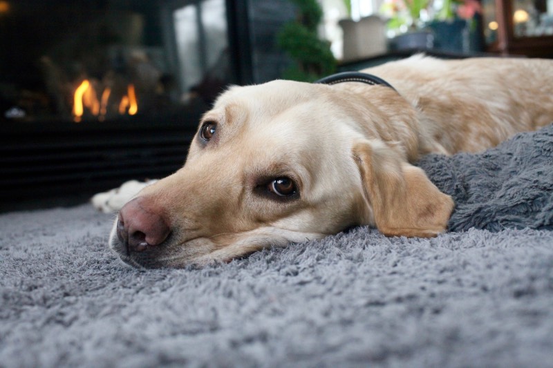 Golden labrador laying in front of a fire