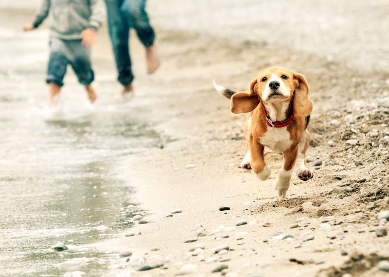 Beagle dog running along the beach with children playing in the water in the background