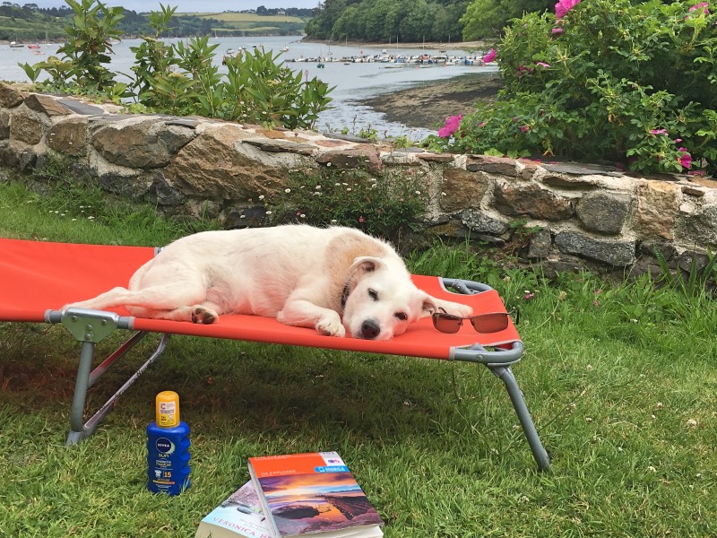 White terrier laying on a sunbed with river and sail boats in background