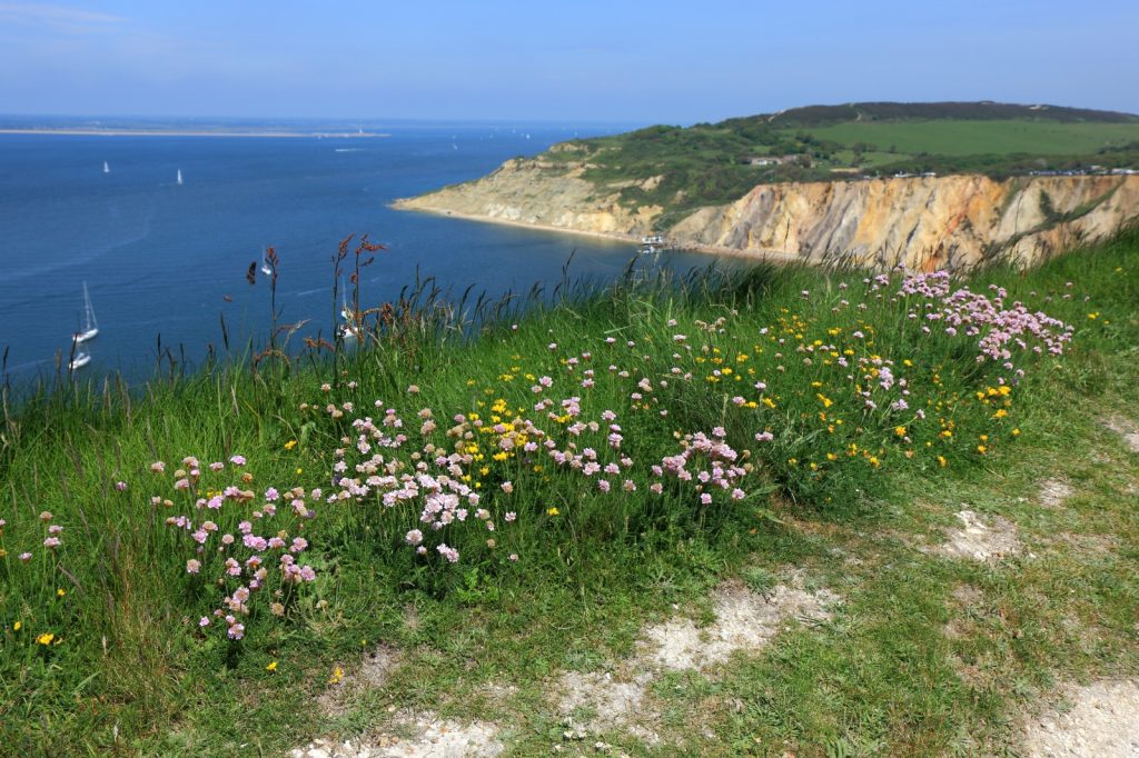 Pretty flowers on a grass verge, overlooking the water with white cliffs in the background