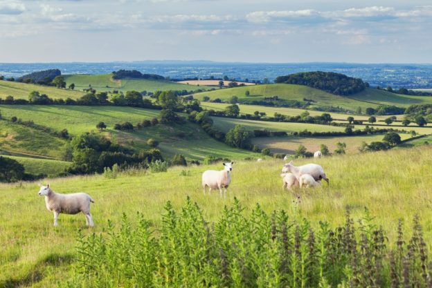 Sheep grazing amongst the green rolling Shropshire Hills