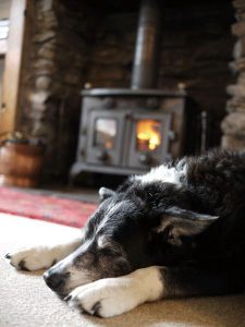 Black and white collie dog sleeping in front of log burner with flickering flames