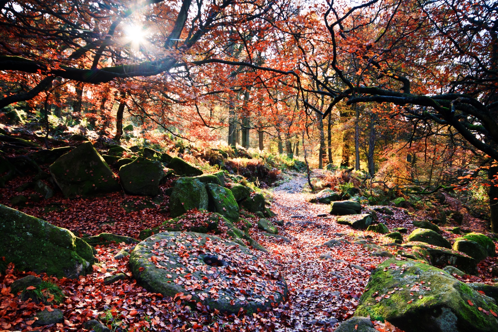 Autumnal wooded scene