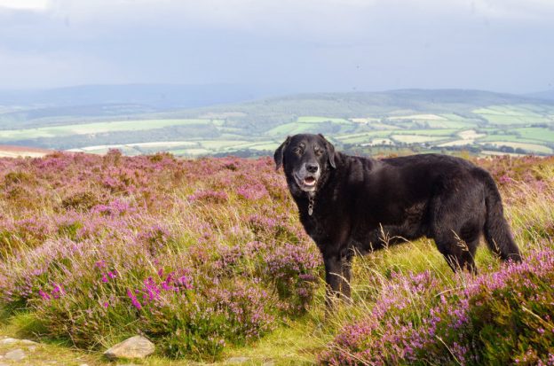 Old black Labrador standing in the heather on Exmoor with far reaching views behind