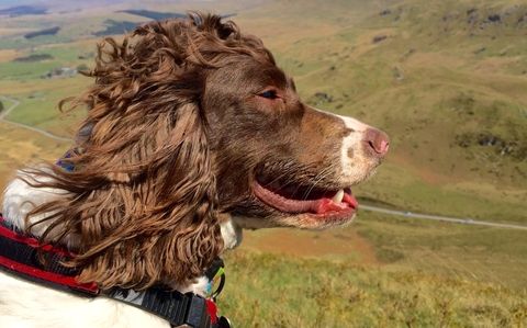 Spaniel with ears blowing in the wind amongst the moors