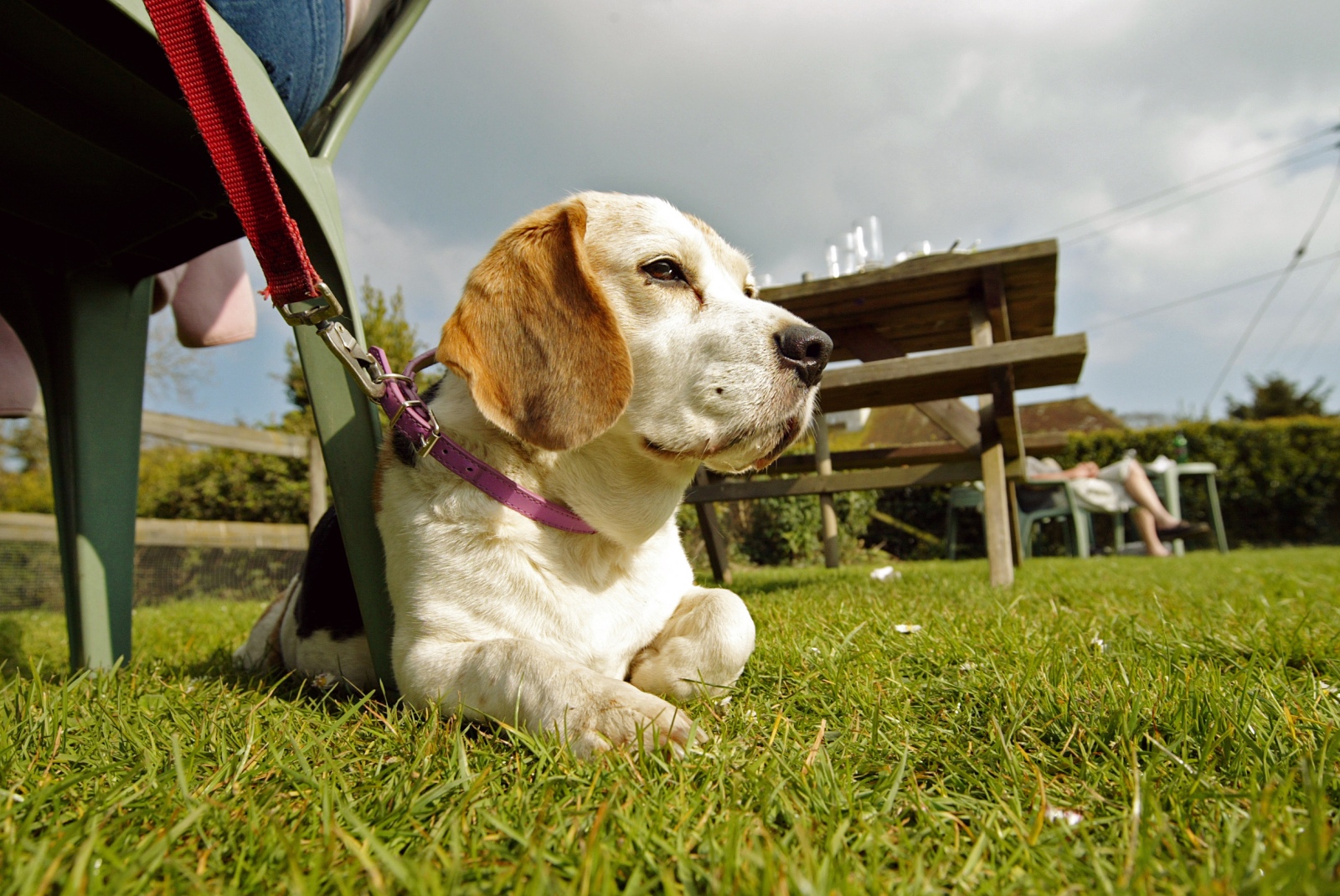 Beagle dog laying down in pub garden