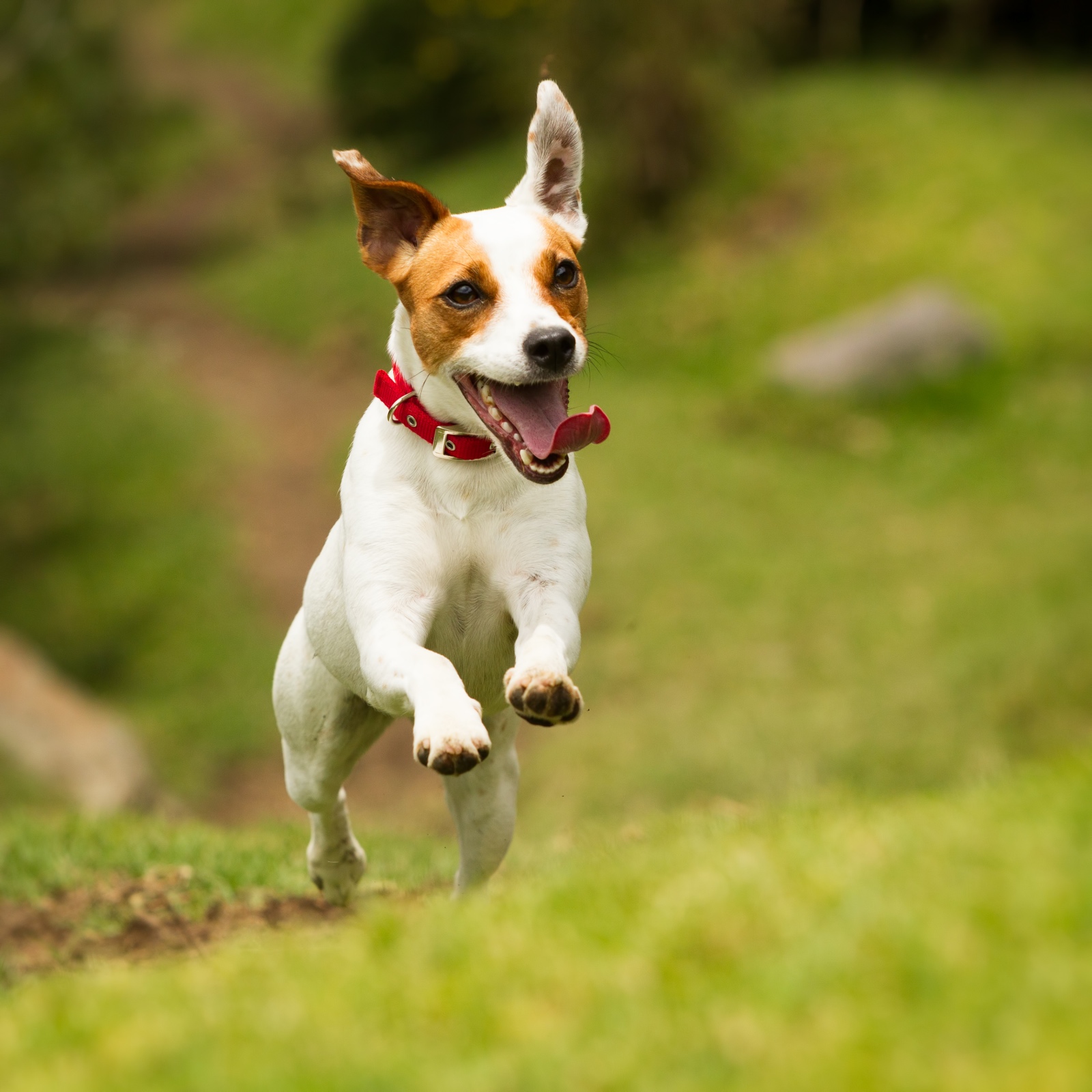 Terrier jumping in the air with tongue hanging out