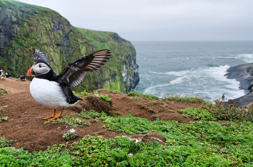 Puffin flapping his wings on the edge of a cliff with sea behind