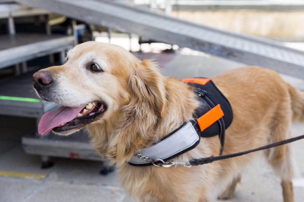 Golden Retriever assistance dog 