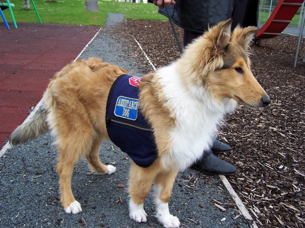 Fluffy collie with 'assistance dog' jacket on.