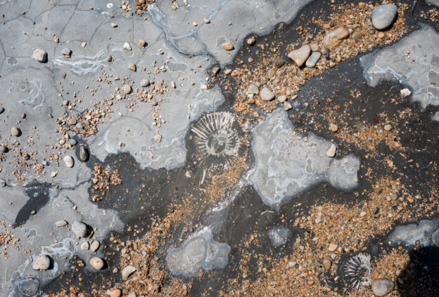 One of the best fossil hunting beaches in the UK: Nine treasures of time