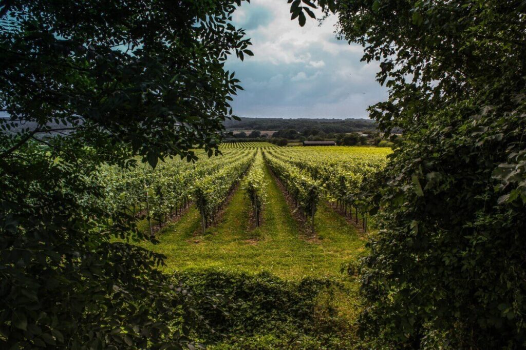 UK Wine Tourism: The Best Regions To Discover The Best Of Great Britain’s Wine